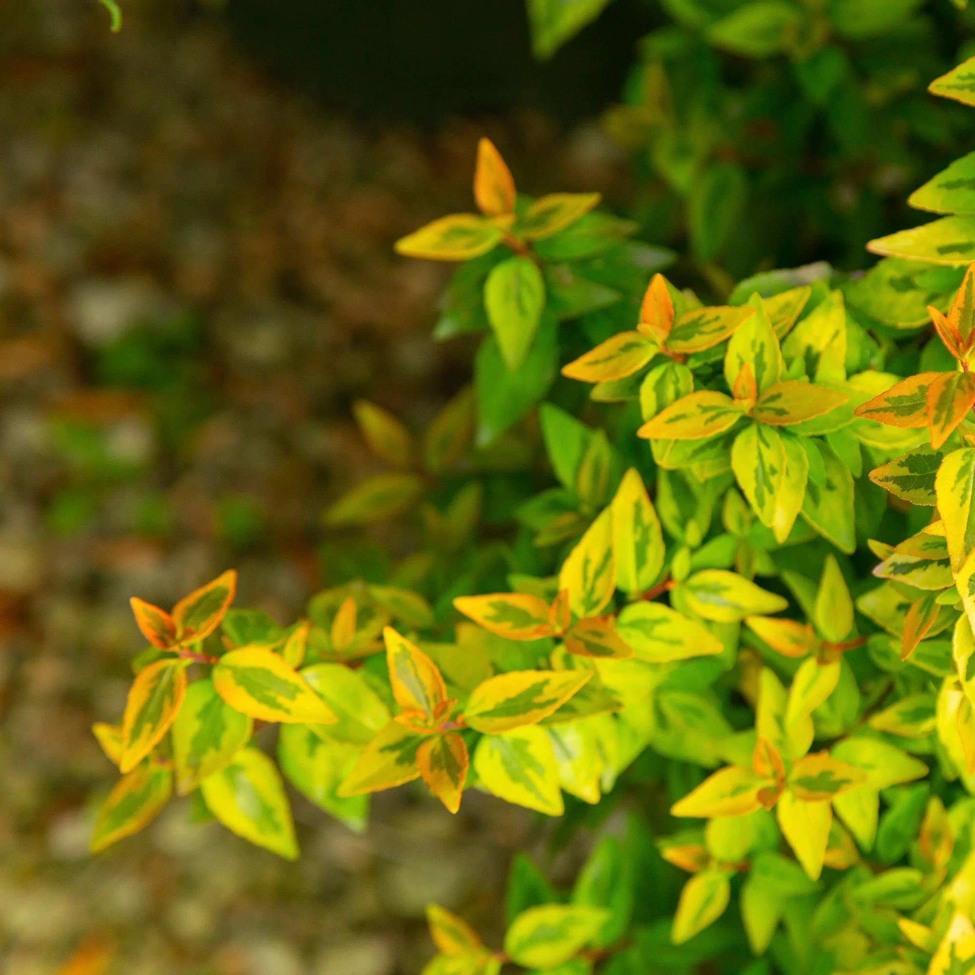 Abelia Kaleidoscope Live Shrub 2 Gallon I6565
