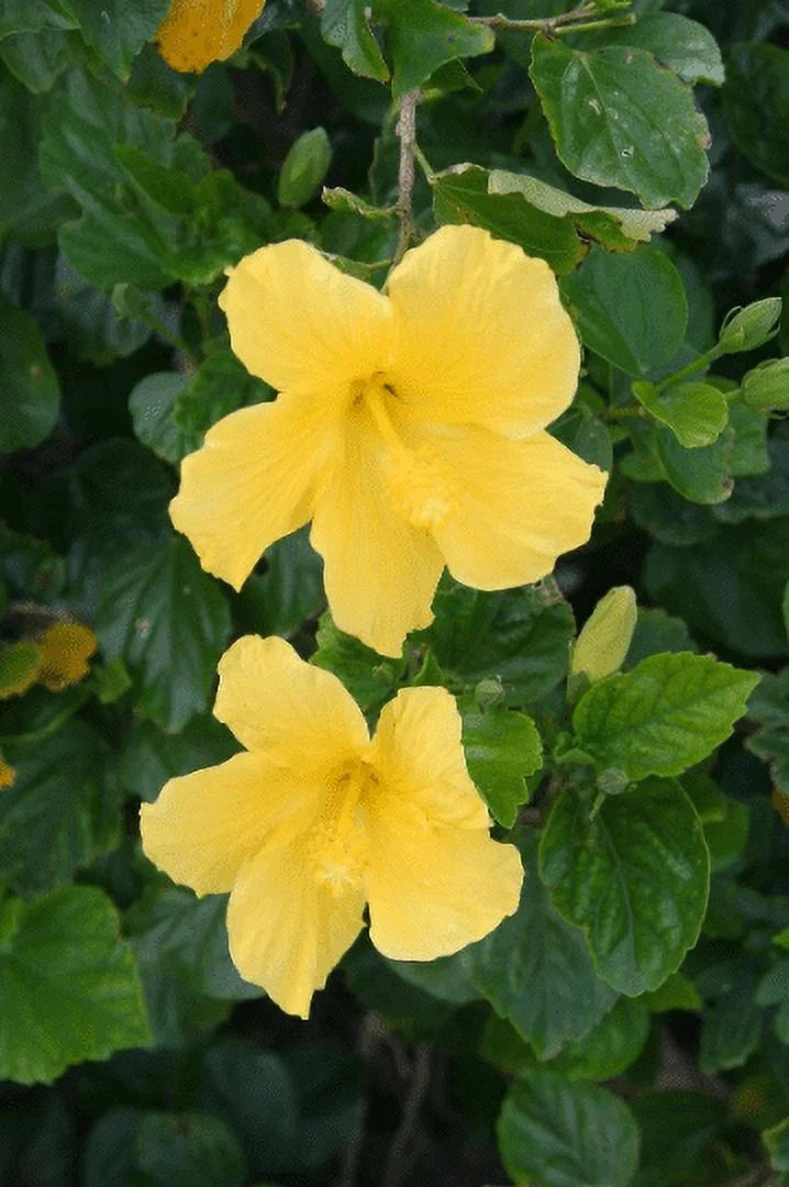 Tropical Hibiscus 'Yellow' in a 4" Pot. Starter Plant