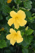 Tropical Hibiscus 'Yellow' in a 4" Pot. Starter Plant