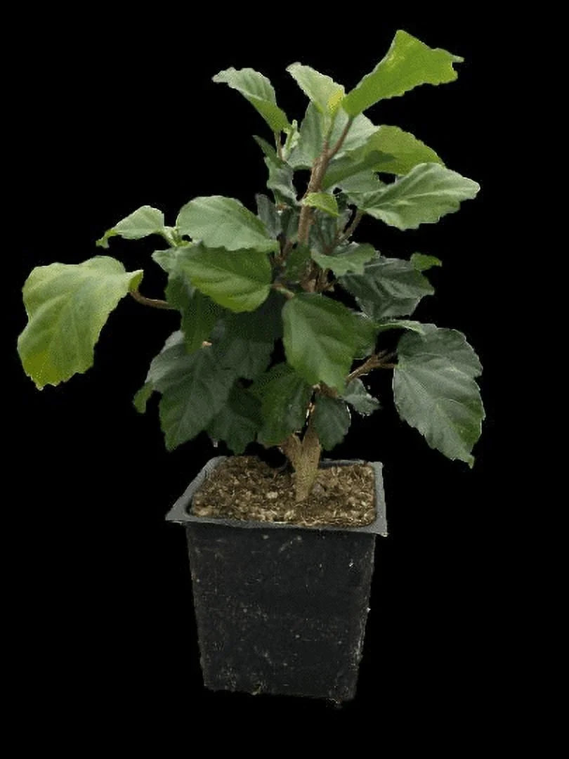 Tropical Hibiscus 'Yellow' 4" Pot Starter Plant A5408