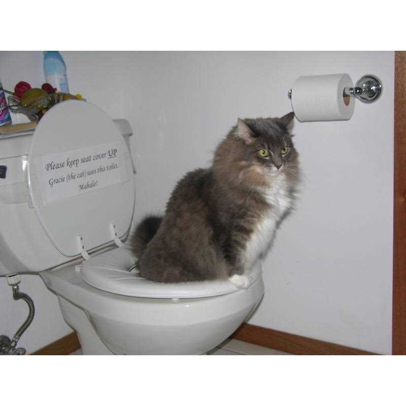 CitiKitty Cat Toilet Training Kit U175665