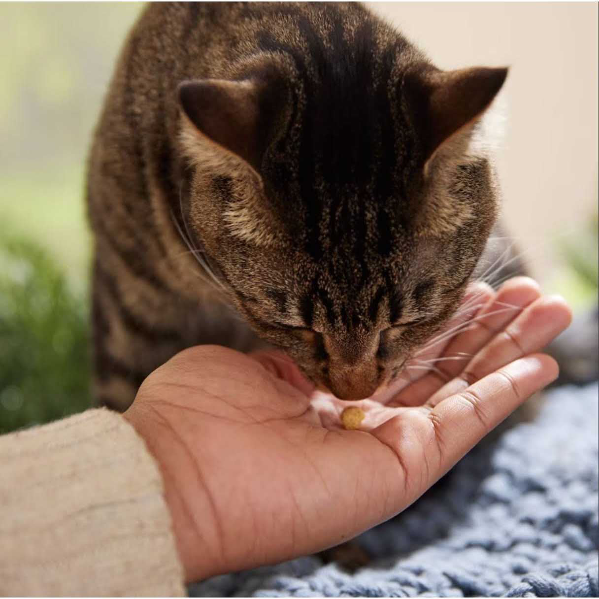 Redbarn Protein Puffs Cat Treats V3125