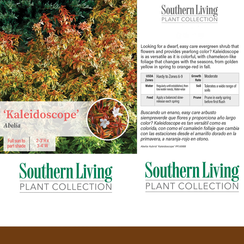Abelia Kaleidoscope Live Shrub 2 Gallon I6565