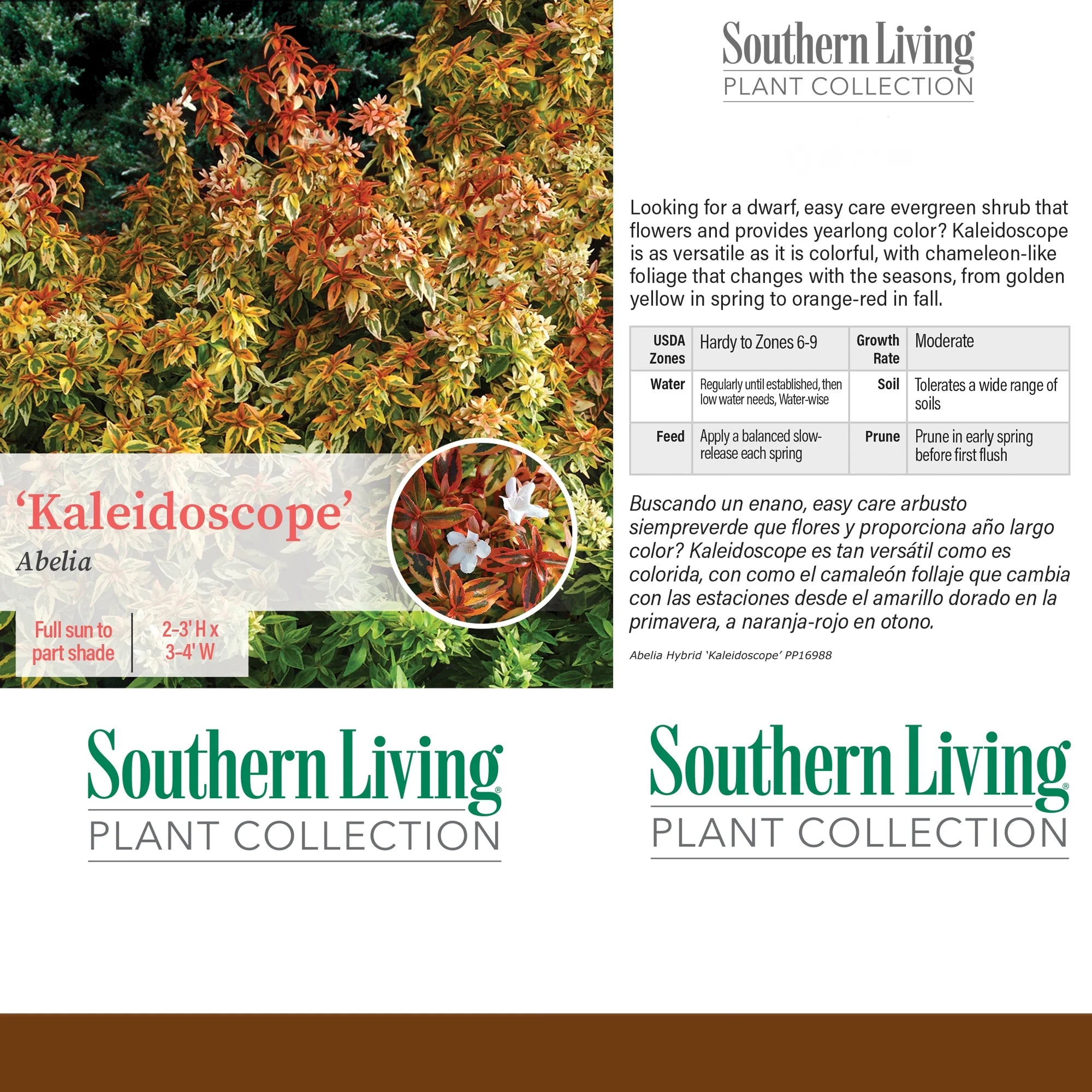 Abelia Kaleidoscope Live Shrub 2 Gallon I6565