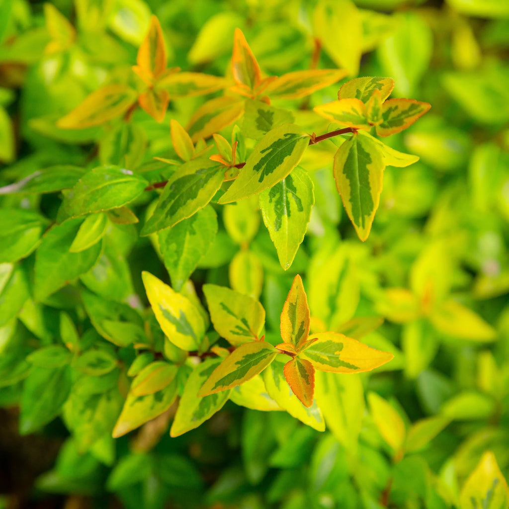 Abelia Kaleidoscope Live Shrub 2 Gallon I6565