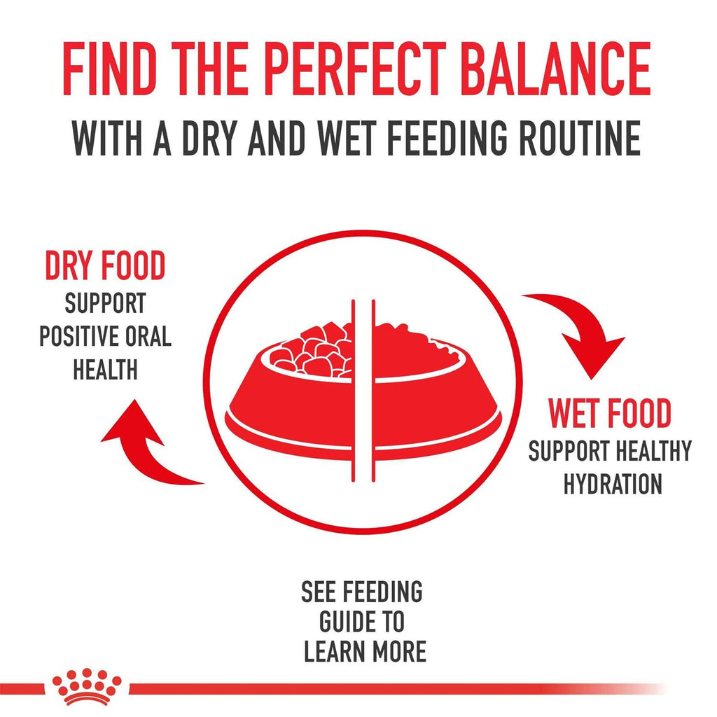 Royal Canin Siamese Breed Adult Dry Cat Food D633509