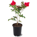 Southern Living 12 in. Red Miss Frances Flowering Crape Myrtle Tree in 2.84 Liter Nursery Pot - Full Sun Live Outdoor Plant