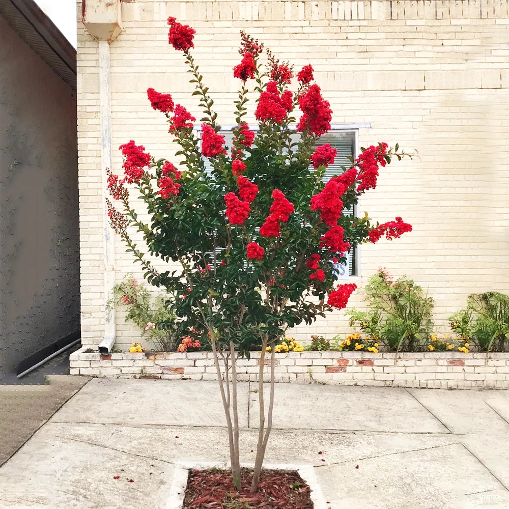 Southern Living Red Miss Frances Crape Myrtle Tree 2.84L Pot M693