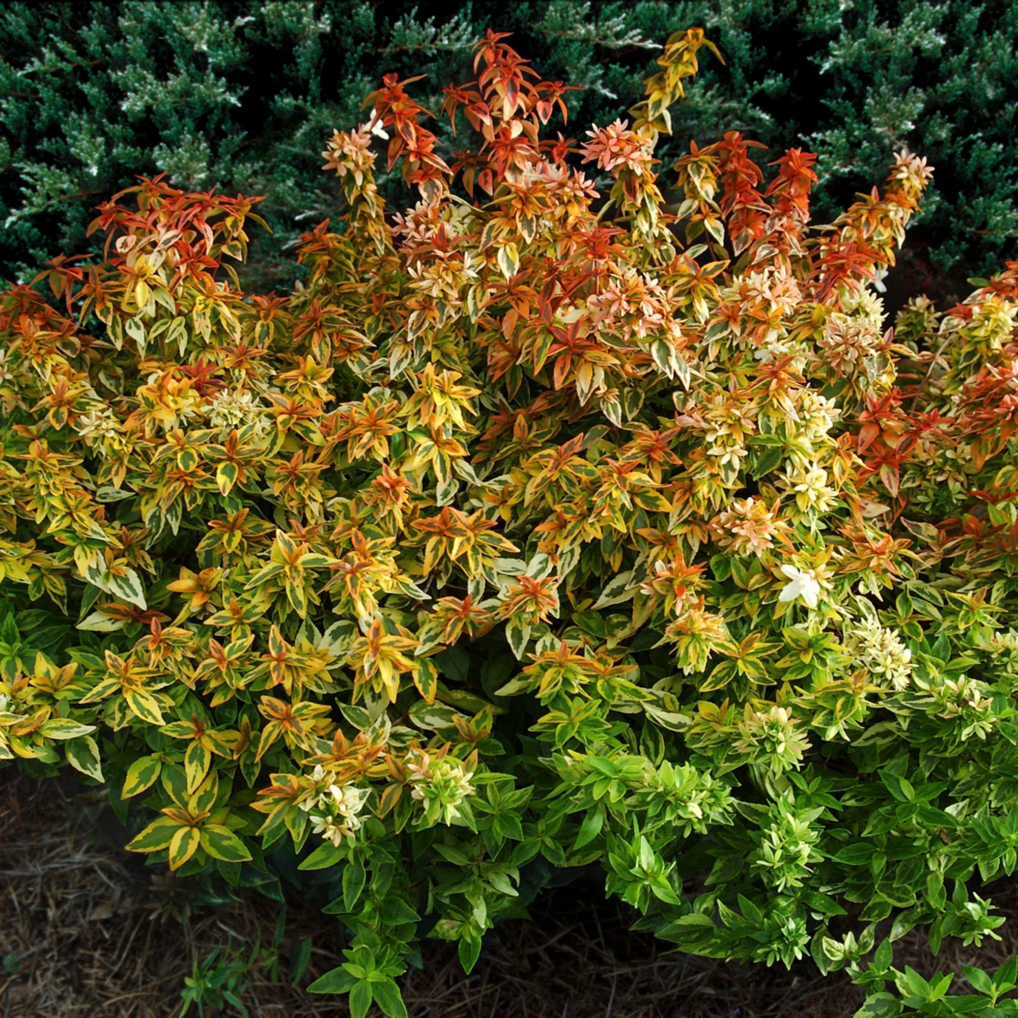 Abelia Kaleidoscope Live Shrub 2 Gallon I6565