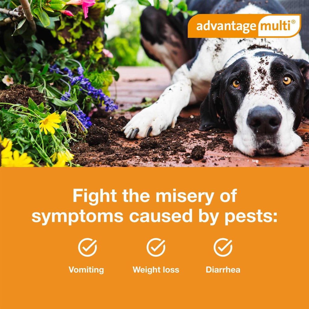 Advantage Multi for Dogs N9088