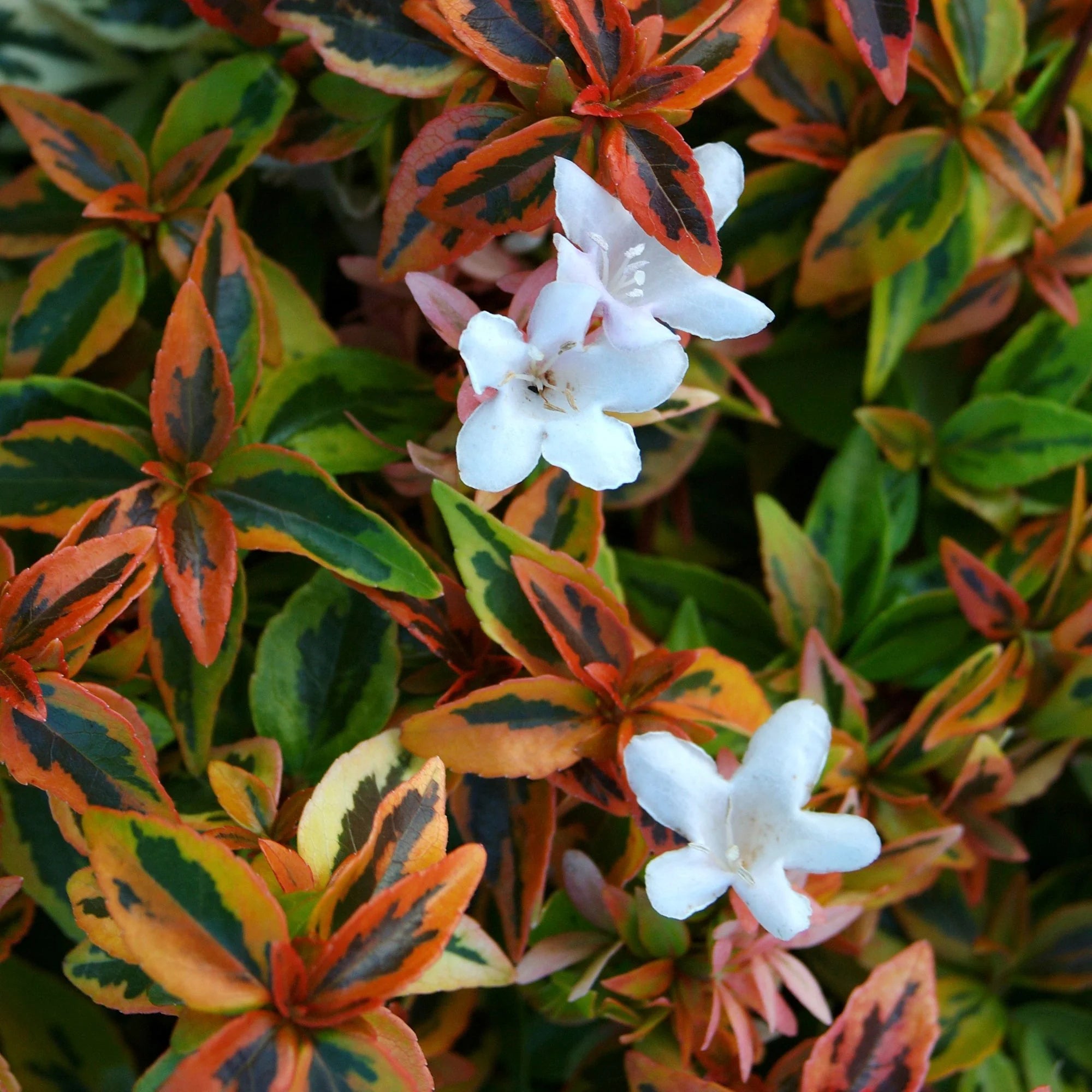 Abelia Kaleidoscope Live Shrub 2 Gallon I6565