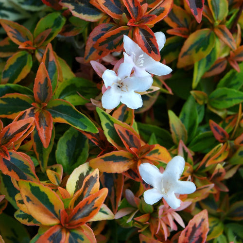 Abelia Kaleidoscope Live Shrub 2 Gallon I6565